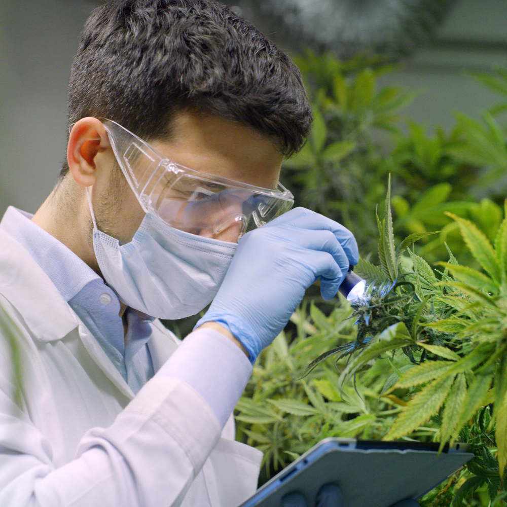 Mann steht vor einer Cannabis-Pflanze